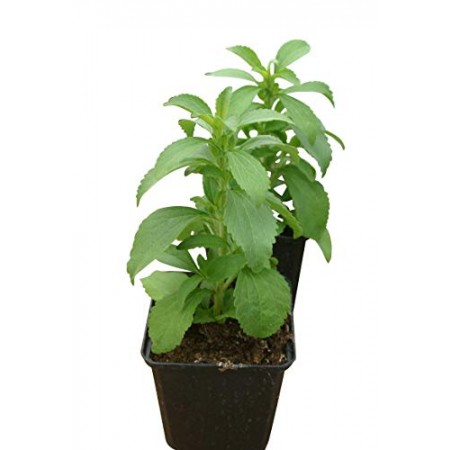 Stevia Süßkraut -stevia rebaudiana- 5000 Samen