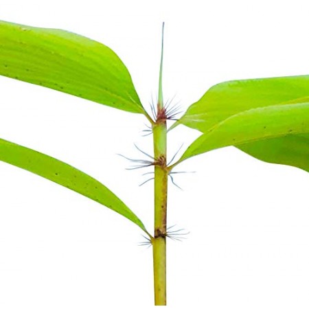 Riesen Bambus 30 Samen