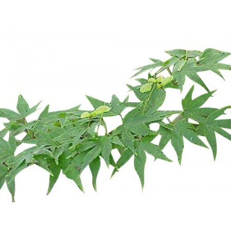 Fächer Ahorn -Acer palmatum- 1000 Samen