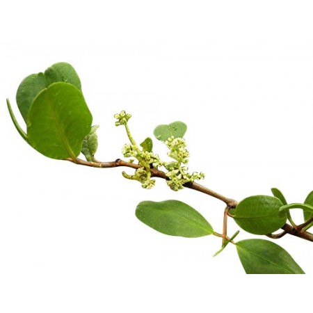 Weiße Mangrove -Laguncularia racemosa - 3 Samen