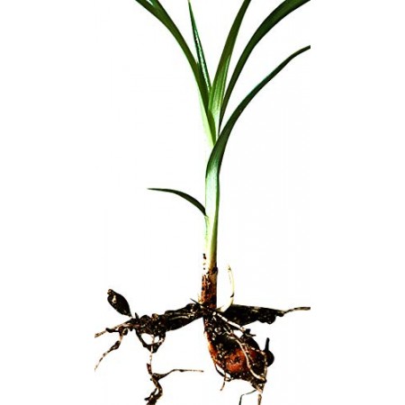 Erdmandel -Cyperus esculentus- 25 Samen/Knollen