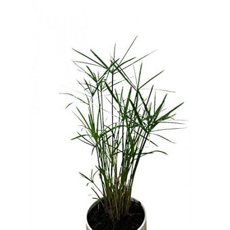Zypergras -Cyperus alternifolius-  50 Samen