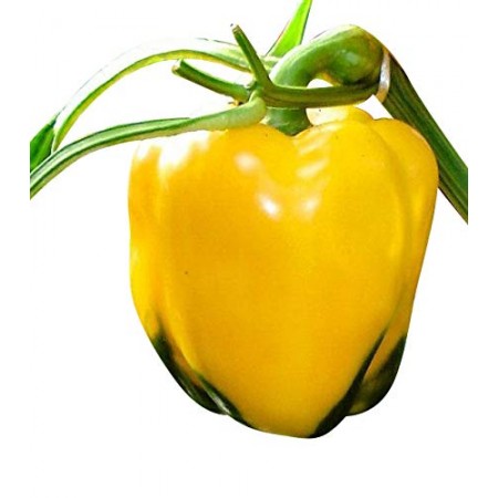 Paprika -Asti Yellow- 10 Samen