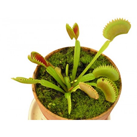 Venus-Fliegenfallen -Dionaea muscipula- 5 Samen