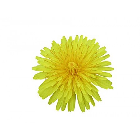 Löwenzahn -Taraxacum- 500 Samen