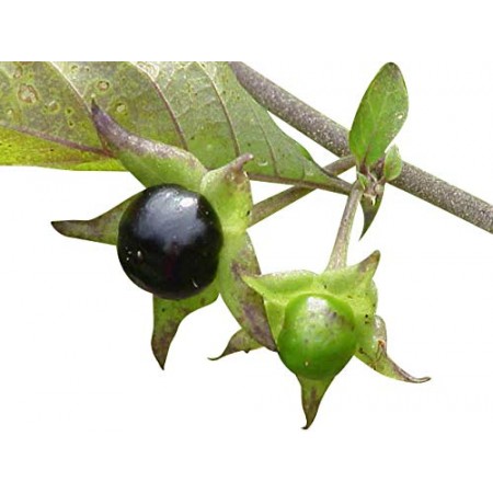 Schwarze Tollkirsche -Atropa belladonna- 5000 Samen
