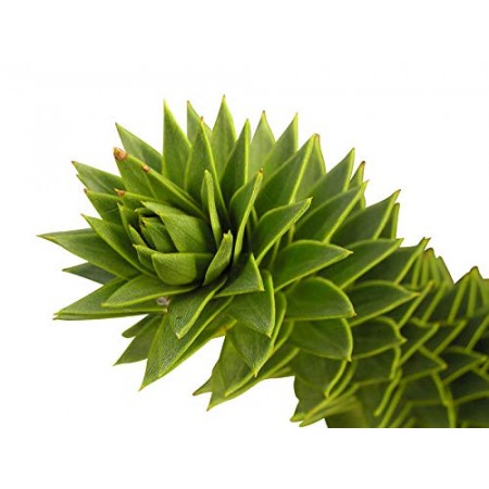 Affenschwanz Tanne -Araucaria araucana - 10 Samen  Monkeypuzzle