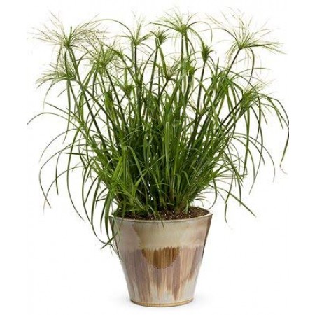 Echter Papyrus cyperus papyrus- 25 Samen