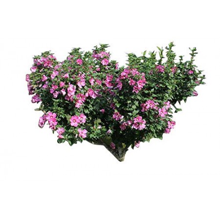 Garten Eibisch -Hibiscus Syriacus- 350 Samen