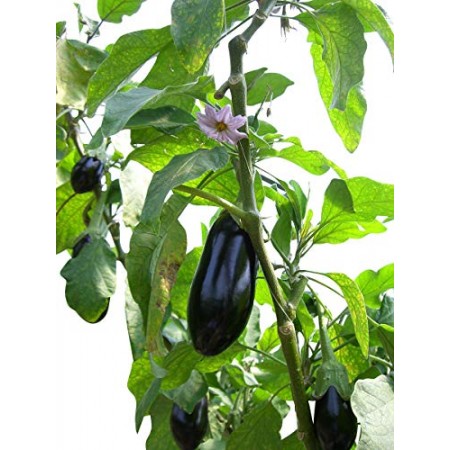 Aubergine -Solanum melongena- 10 Samen