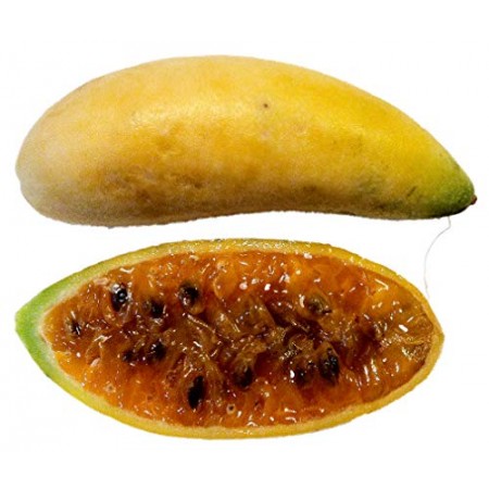 Bananen Passionsfrucht -passiflora mollissima- 10 Samen 
