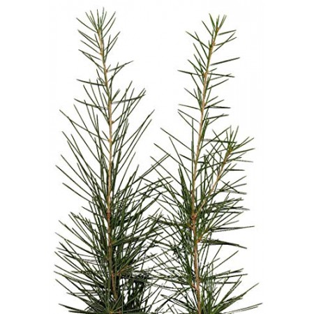 Himalaya-Zeder -Cedrus deodara- 5000 Samen