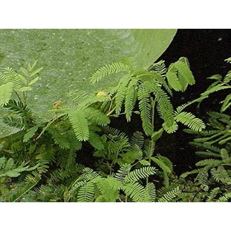 Wassermimose (Neptunia oleracea) 10 Samen -Asiatische Küche-