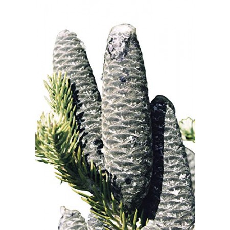 Balsam Tanne -Abies balsamea 50 Samen