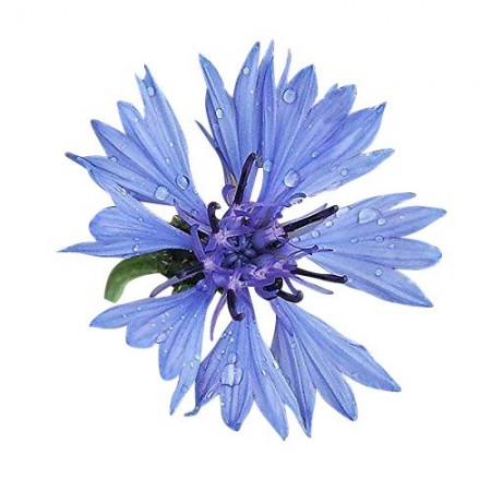 Blaue Kornblume -Centaurea cyanus- 10.000 Samen