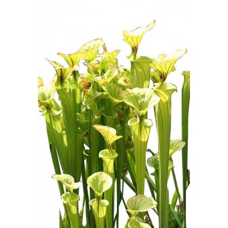 Gelbe Schlauchpflanze -Sarracenia flava- 10 Samen