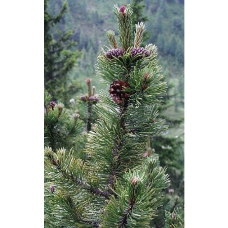 Bergkiefer -Pinus mugo- 10 Samen