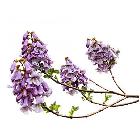 Blauglockenbaum -Paulownia tomentosa- 5000 Samen