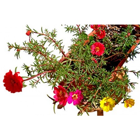 Portulakröschen -Portulaca grandiflora- 5000 Samen