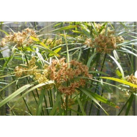 Winterhartes Zyperngras -Cyperus glaber- 30 Samen