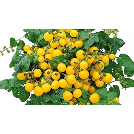Balkontomate -Gelbe Kirsche- 10 Samen 