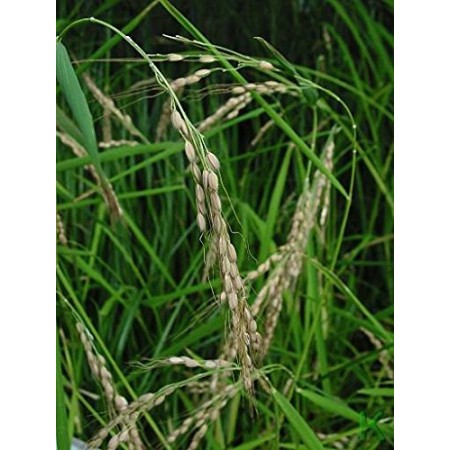 Echter Reis -Oryza sativa ssp. japonica- 100 Samen