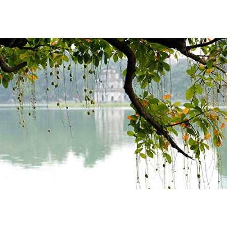 Frischwasser Mangrove -Barringtonia acutangula- 1 Samen