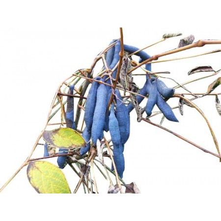 Blaugurkenbaum -Decaisnea fargesii- 10 Samen