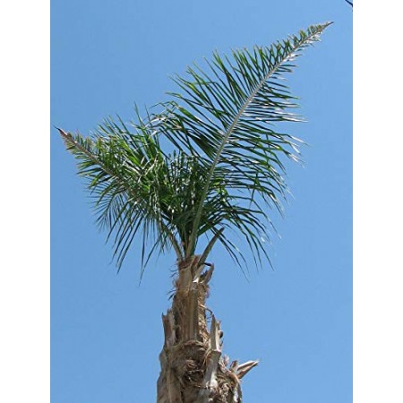 Australische Carpenteria Palme -carpentaria acuminata- 10 Samen