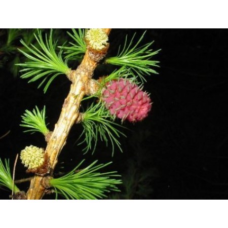 Europäische Lärche -Larix decidua- 1000 Samen