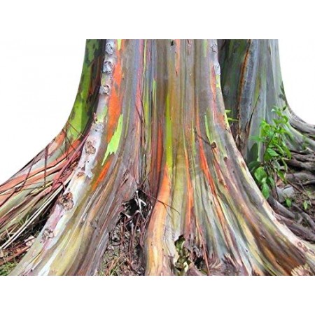 Regenbogen Eucalyptus -Eucalyptus deglupta- 5.000 Samen