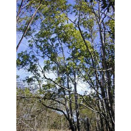 Akazie -Acacia mangium- 10 Samen