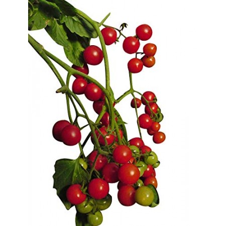 Balkontomate -Rote Kirsche- 10 Samen