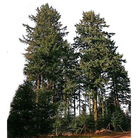 Gewöhnliche Douglasie -Pseudotsuga menziesii-  5000 Samen
