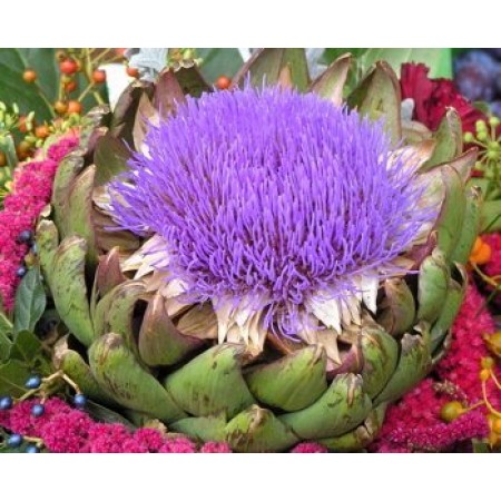 Artischocke -Cynara cardunculus- 25 Samen