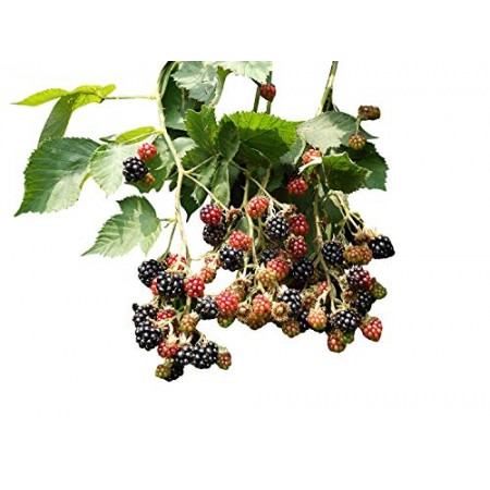 Brombeeren -Rubus sectio Rubus- 10 Samen