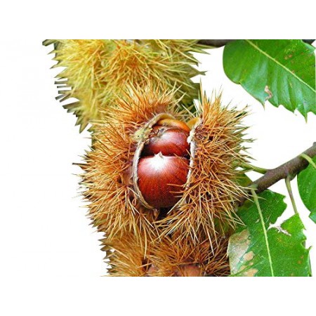 Esskastanie , Edelkastanie -Castanea sativa- 8 Samen