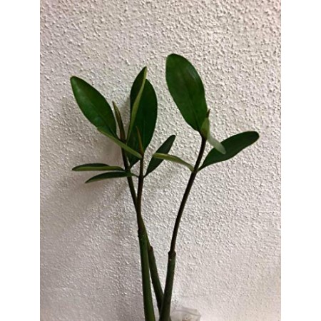 Große Pflanze der roten Mangrove -Rhizophora mangle-