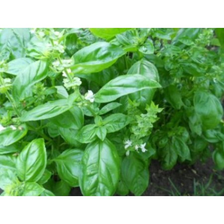 Basilikum -Ocimum basilicum- 1000 Samen