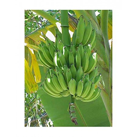 Chinesische Yunnan Banane -Musa yunnanensis- 10 Samen