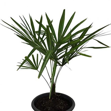 Hanfpalme -Trachycarpus fortunei-  1 kg Samen