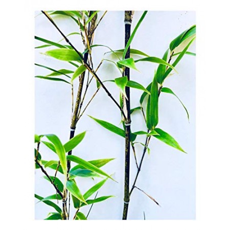 Chocolate Bambus -fargesia gaolinensis- 15 Samen