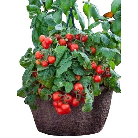 Busch-Tomate -Red Robin- 10 Samen