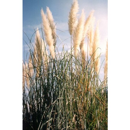 Pampasgras Pink 100 Samen