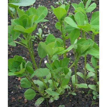 Bockshornklee -Trigonella foenum-graecum- 2000 Samen