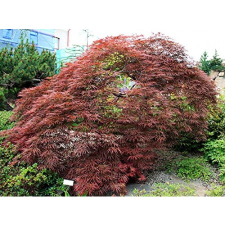 Blutfächer-Ahorn -Acer palmatum-atropurpureum- 5000 Samen