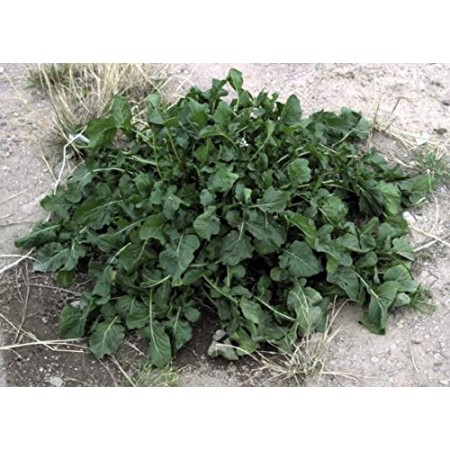 Rucola -Rauke- 2500 Samen