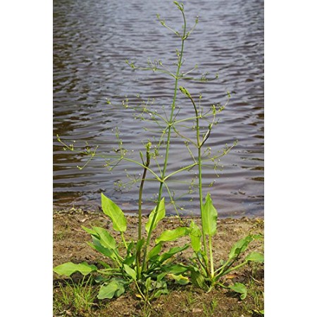 Froschlöffel -Alisma plantago-aquatica- 50 Samen