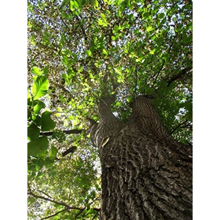 Bergulme -ulmus glabra- 50 Samen