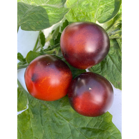 Blaue Zimmertomate 10 Samen 